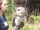 We learned about this owl while on our visit to The Wild Center, Tupper Lake NY  June 2016