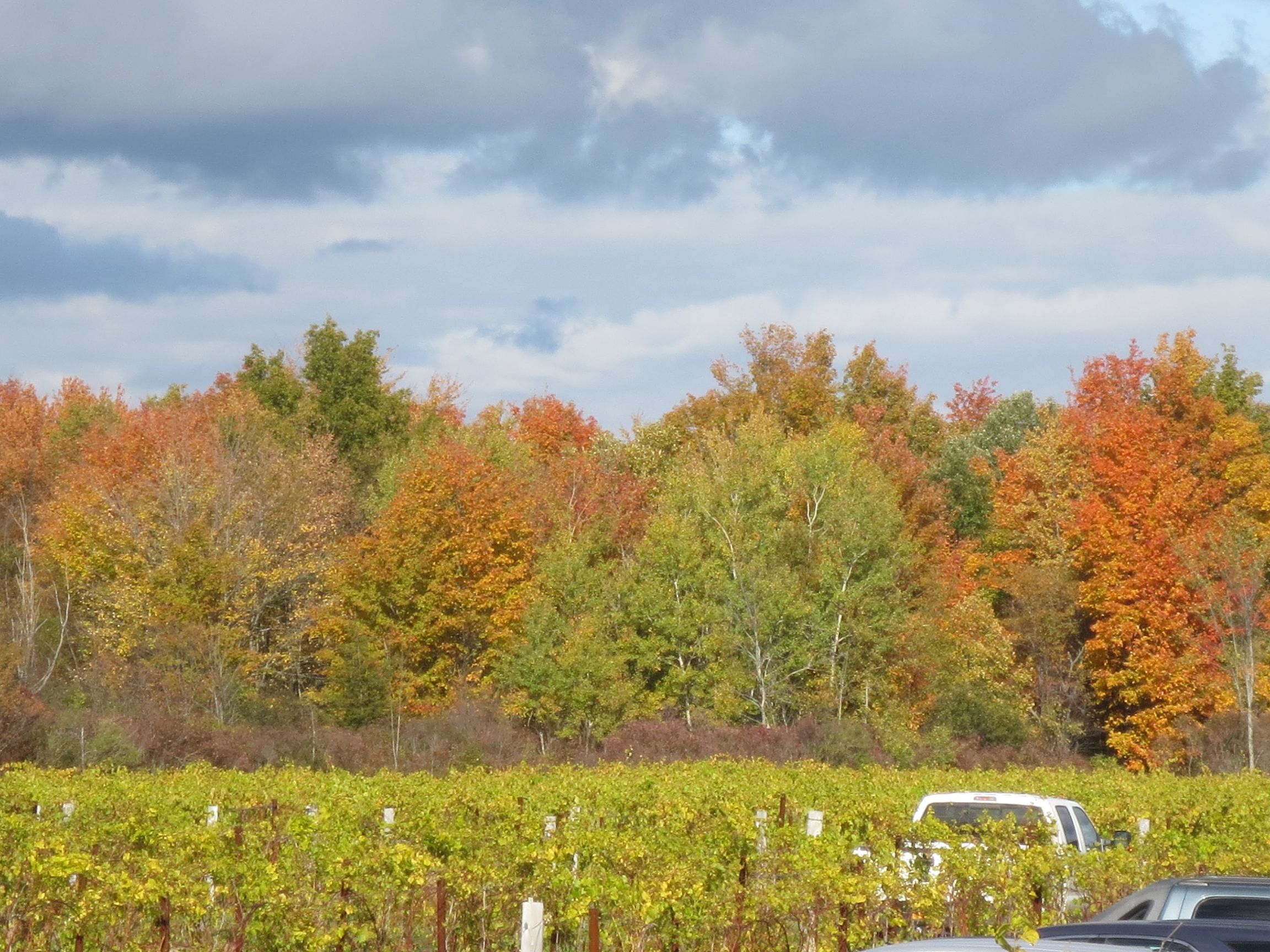 Fall foliage colors and vineyard