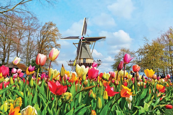 Photo of tulips and windmill Photo of tulips and windmill