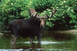 bull moose bull moose