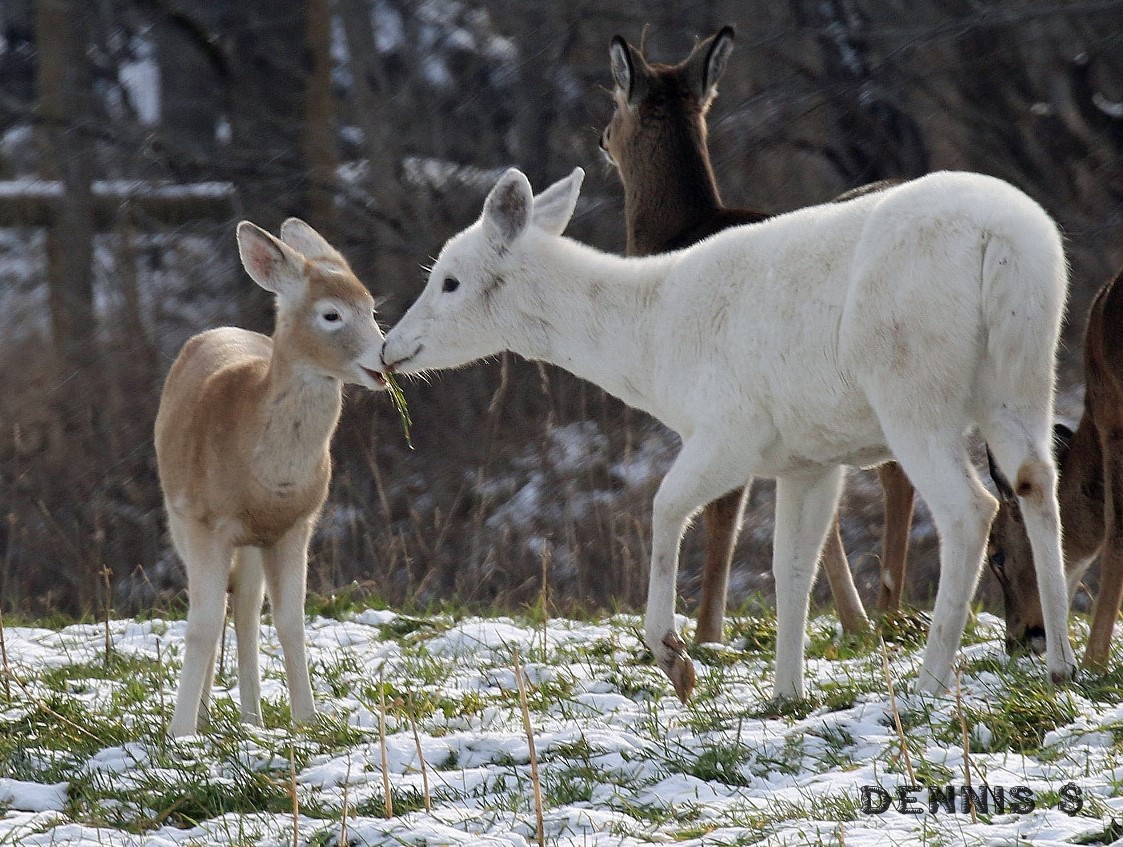 White deer at Seneca White Deer Tour White deer at Seneca White Deer Tour