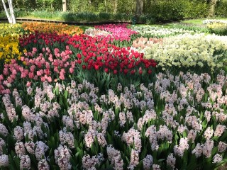 Tulips at Keukenhof Gardens