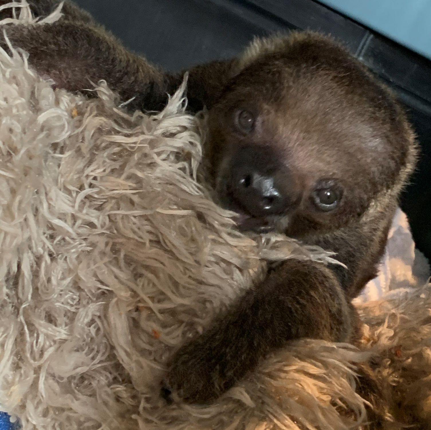 Sloth at Animal Adventure Park Sloth at Animal Adventure Park