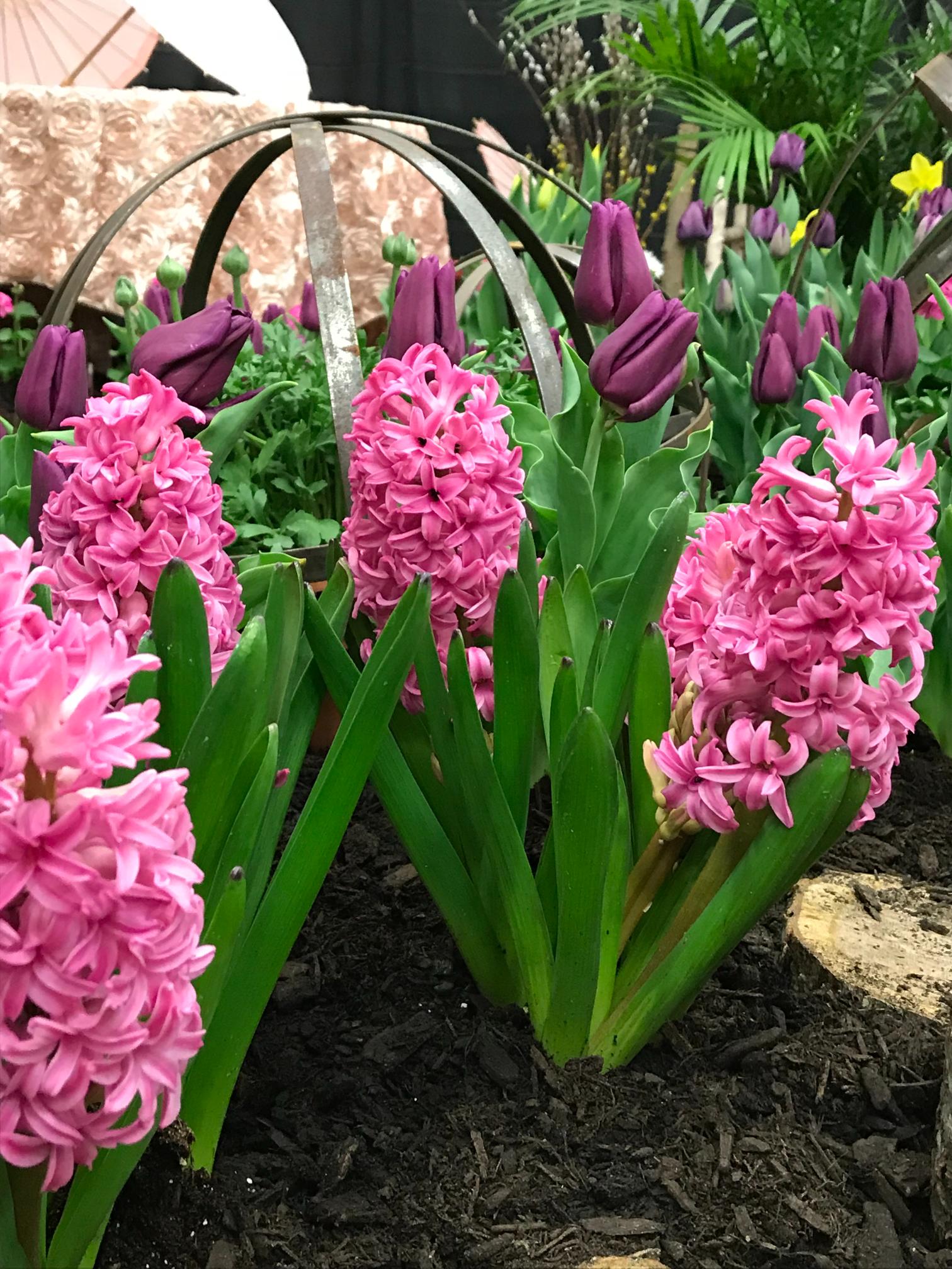 Spring flowers at the Capital Region Flower & Garden Expo taken in 2018 Spring flowers at the Capital Region Flower & Garden Expo taken in 2018